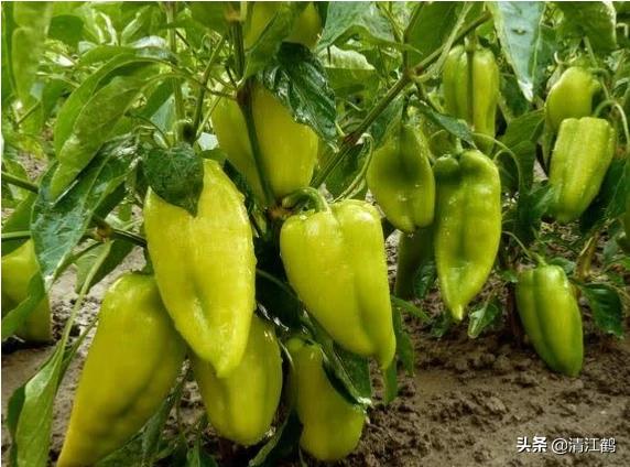 果实软腐病:引起果实软腐病的病菌 辣椒夏季大量烂果怎么回事？