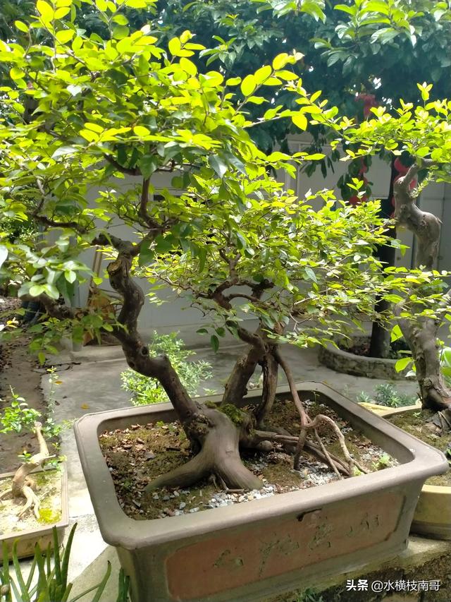 雀梅刺与雀梅藤的区别:北方产雀梅吗？南北方的雀梅有何不同？