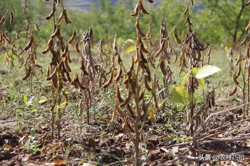 豆子从豆荚里跳出来视频:黄豆苗长不齐长不直是怎么回事？