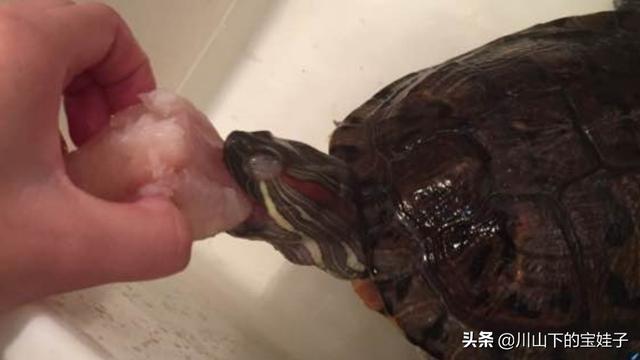 枫叶龟好养吗视频:枫叶龟的养殖方法视频 宠物龟应该如何饲养最佳呢？