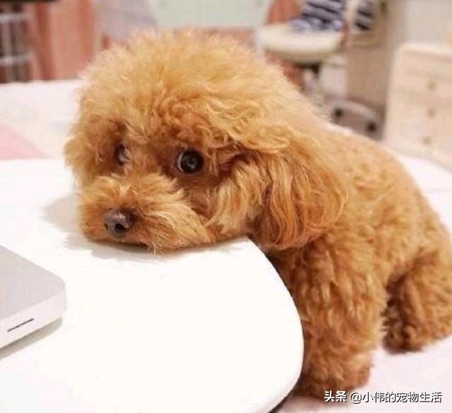 珍岛狗适合家养吗:为什么说泰迪犬很适合家养呢？