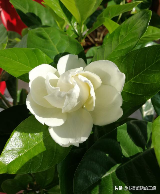 头条问答 - 小叶栀子花中间掉叶,四周很好是怎么回事?(3个回答)