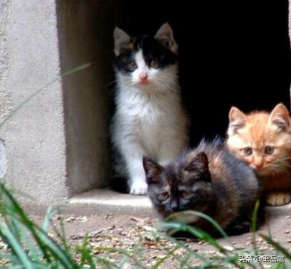 上海猫咪领养救助中心:怎么收留小区附近的流浪猫？