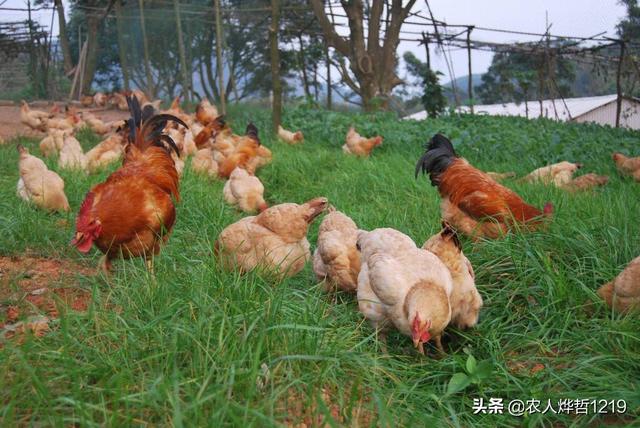 求琴仙的小宠物饲养日记:想养七千只鸡，有没有朋友提点建议，新手？