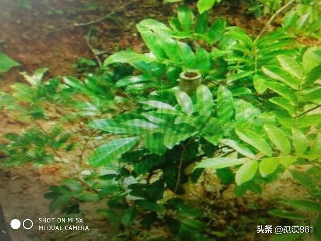 素力高海藻粉型号规格:种植三年牛大力施什么钾肥好？
