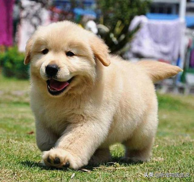 金毛犬有什么缺点？插图