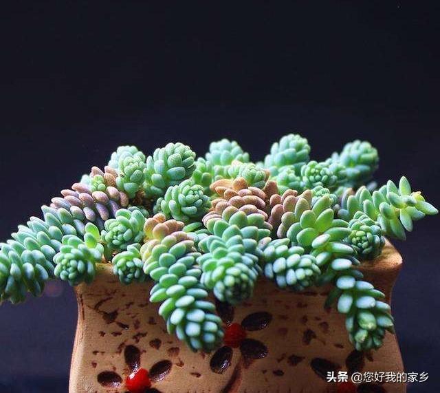姬星美人开花会死吗:姬星美人开花直接剪头吗 多肉开花要剪掉吗？为什么？
