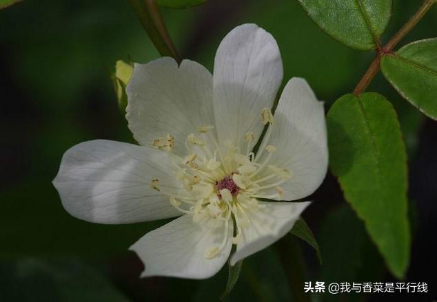 头条问答 什么木香花最好养 35个回答