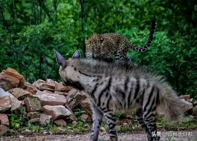 非洲豹是猎豹还是花豹:美洲豹非洲豹花豹猎豹豹子 有人说最厉害的花豹也打不过斑鬣狗，这是为什么？