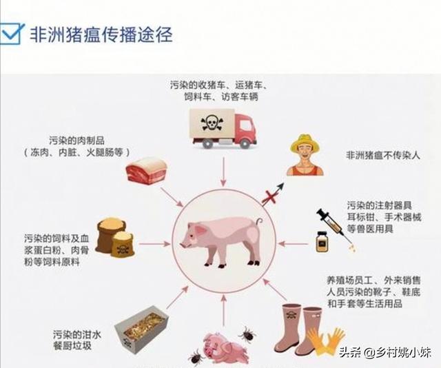 狗瘟病毒存活多久:非洲猪瘟在圈里存活多久？