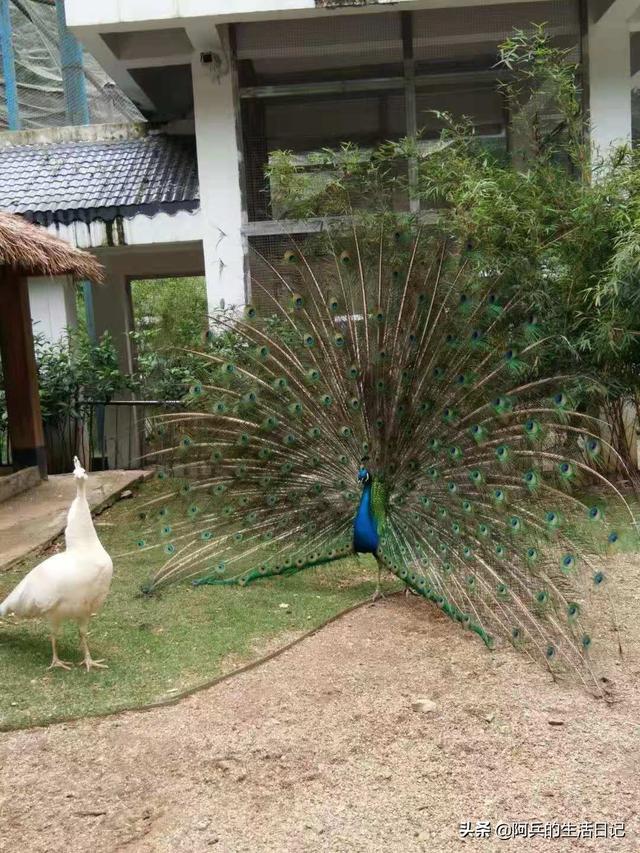 黑喉草雀贵阳:贵阳黔灵山公园怎么样？好不好玩？