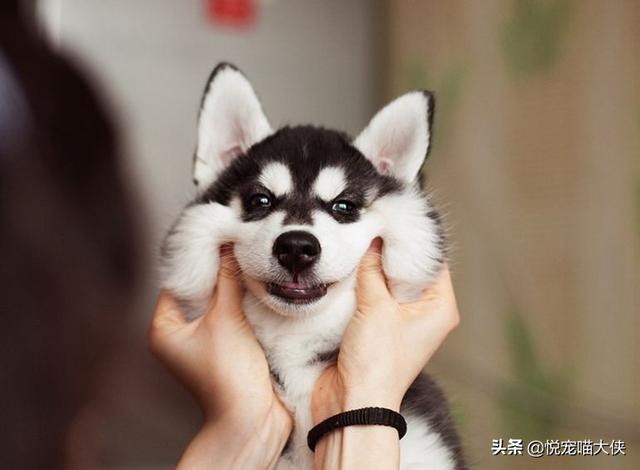 伯德梗和边境梗的区别:河南出台犬只禁养名录了，大家所在地域有类似的禁养规定吗？