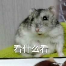 一个月的天竺鼠吃什么:一个月左右的小猫咪应该怎么喂养？