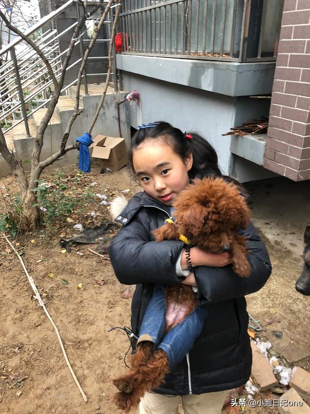 巴仙吉犬智商:泰迪犬都很聪明吗？它不聪明是什么样子？