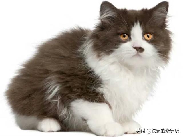 被猫咬千万不要打狂犬疫苗:被猫咬了，伤口不严重，要打疫苗吗？