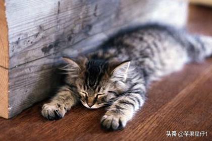 夏天猫咪食欲不振怎么办:猫咪精神不好食欲不振怎么办？