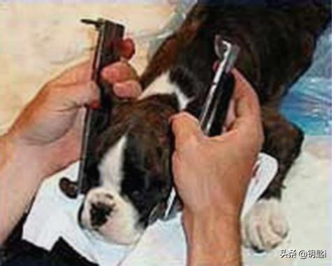 小狗断尾后死亡率，如何看待养宠物却给它们绝育，断尾，裁耳，割声带，去爪的人？