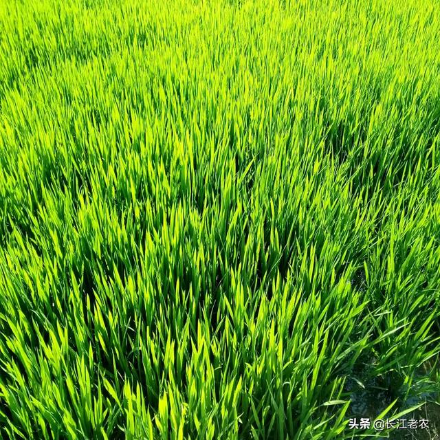 种植水稻补锌技巧，种植水稻，影响分蘖的因素有哪些该如何提高分蘖率