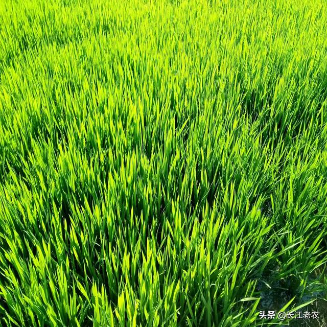秋田蕗种植条件:种植水稻，影响分蘖的因素有哪些？该如何提高分蘖率？