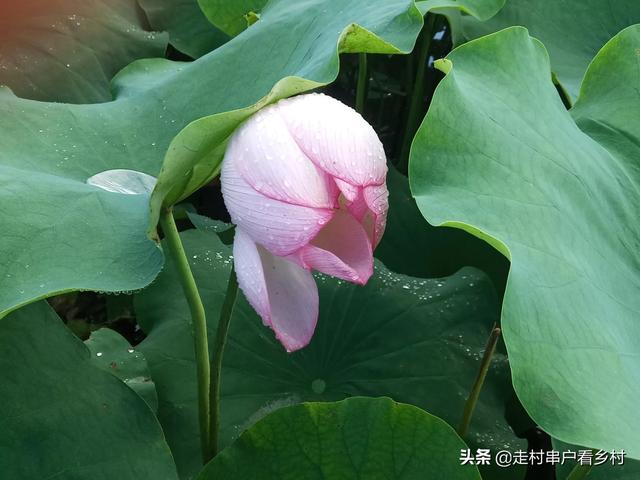 你们写微头条和悟空问答都是从哪里获取图片的