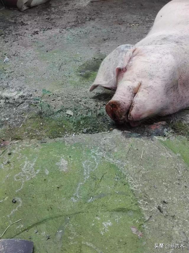 百度一下猪的正常体温是多少度:100多斤的猪正常体温多少度 母猪发热40度不退烧怎么办？