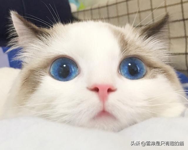 合肥布偶猫价格多少钱一只:现在不同品种的猫咪都分别是什么价格？