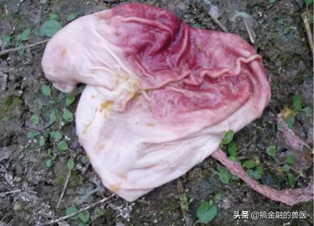 动物疫情测报终端:小猪发热死了去找人解剖说是猪瘟还有心肌炎怎么办？