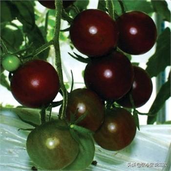 黑枸杞与红枸杞的区别，黑番茄与普通番茄有什么差别怎么种植