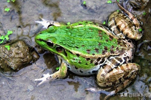 田蛙:新型冠状病毒疫情过后还能养殖青蛙吗？