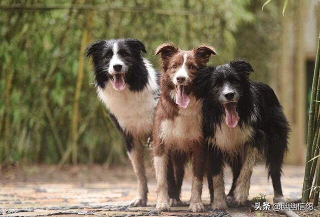 边境牧羊犬的图片上传:边境牧羊犬这么聪明，为什么养的人还是比较少的？