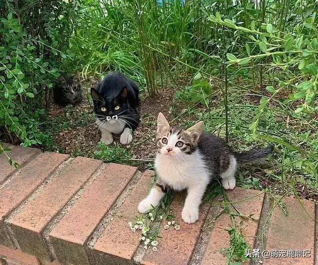 流浪猫和家猫的寿命差:为什么夏天少见流浪猫而冬天的时候经常见到呢？