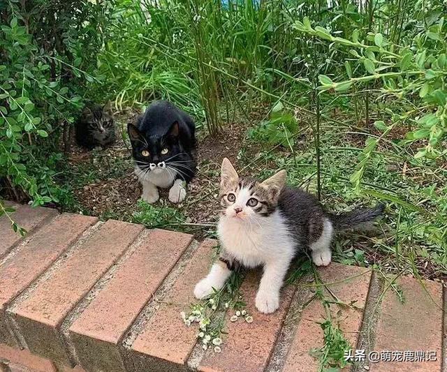 广州水煮活猫:广州市哪里有湘潭水煮活鱼吃？