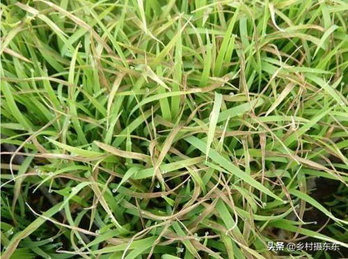 头条问答 - 稻苗出齐后调完酸2天之后发现黄尖但是有露珠怎么回事?