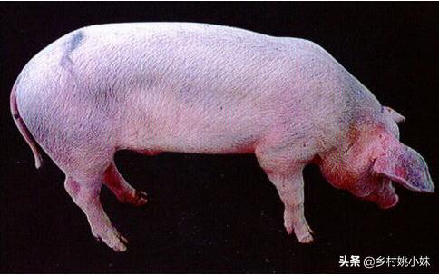 猪病防治图谱:育肥猪的时候，猪患了蓝耳的话有什么症状？应该如何防治？