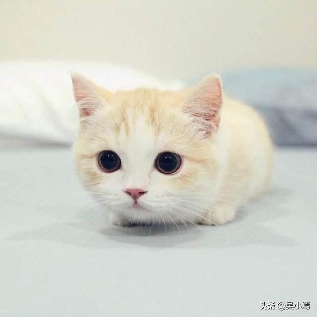 猫咪感染猫白血病一定发作吗:如何喂养猫不会得心血管病？