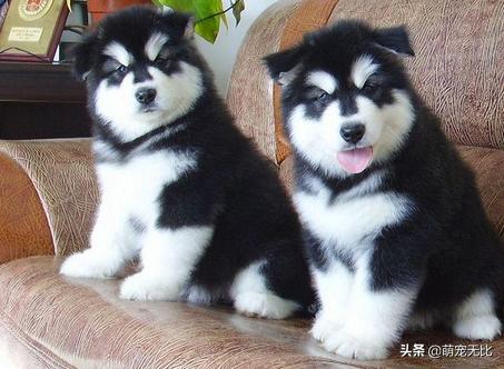 阿拉斯加雪橇犬好养吗为啥:为什么感觉养阿拉斯加犬的人越来越少了？