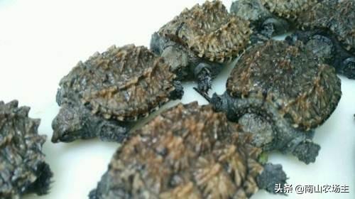 大黄鳄龟苗:如何挑选健康的大鳄龟苗？