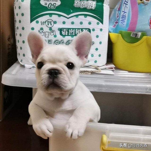 怀孕的狗狗上火了怎么办吃什么药:狗狗怀孕期间能补充维生素C吗？