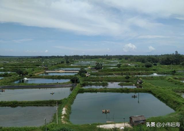 日本对虾红体治疗方法:白对虾养殖中期水色浑浊怎么处理？