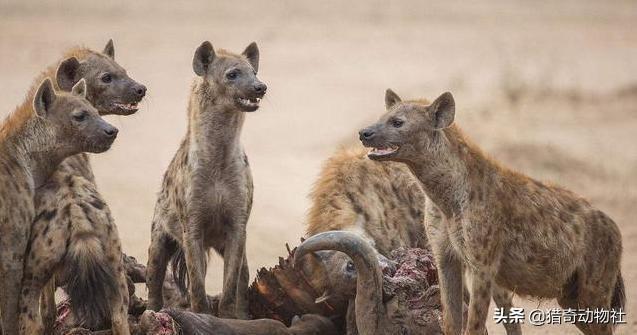 杜兵猎犬袭击身亡:谁说说鬣狗伤人都有哪些案例？