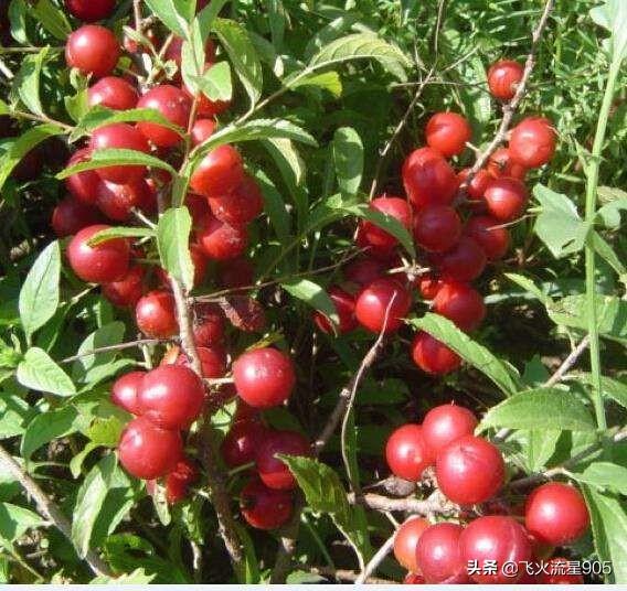 壮阳果树的图，农村有一种植物，人称“高钙果”，天然“补钙药”，您的家乡有吗