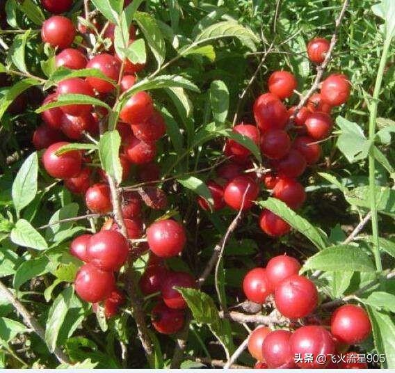农村有一种植物,人称“高钙果”,天然“补钙药”,您的家乡有吗？