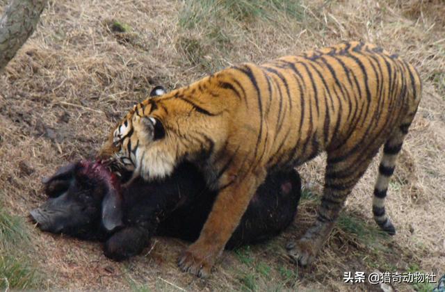红毛猩猩的性格温顺吗:红毛猩猩的性格 东北虎是银背大猩猩的对手吗？为什么？