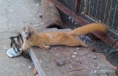 黄鼠狼消失灵异事件:黄鼠狼这种动物到底有多邪门？
