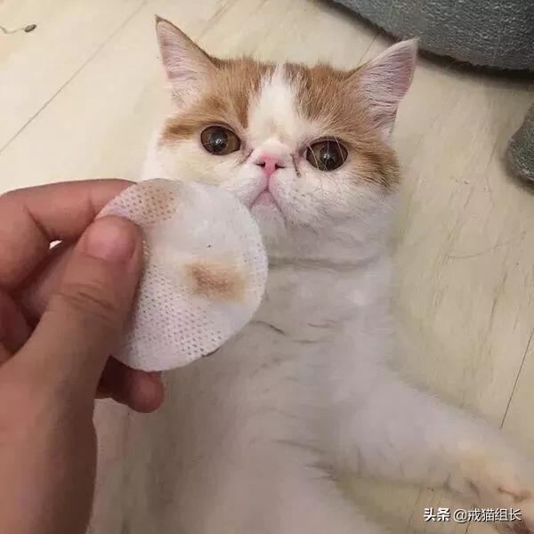 异国短毛猫护理经验:猫为什么有泪痕?怎么护理？