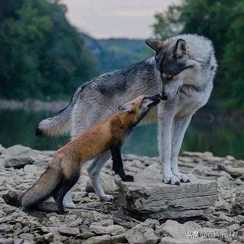 裂脚亚目与犬形亚目:如果没有人类，犬科动物或是犬型亚目的动物能称霸地球吗？