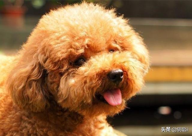 女王的柯基:你知道各大犬种的外号不？哪个外号让你印象深刻？