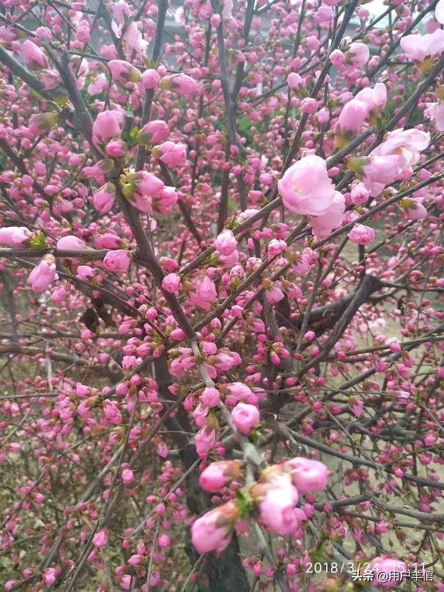 4大桃花月份：桃花几月份