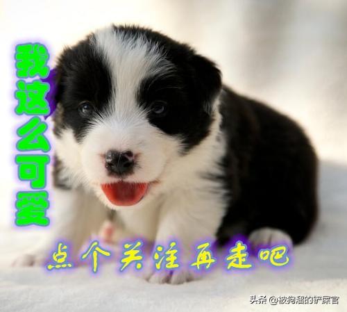 头条问答 狗狗便血怎么办 14个回答