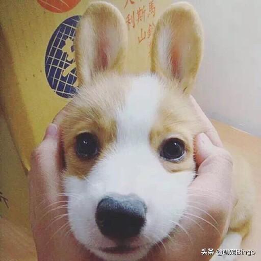 狗耳朵:狗狗的耳朵需要定期清理吗，该怎样清理？